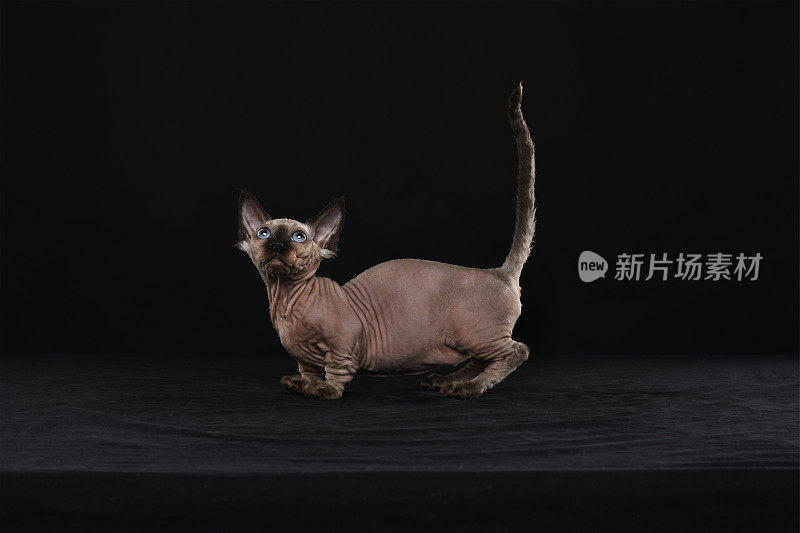 Sphynx猫