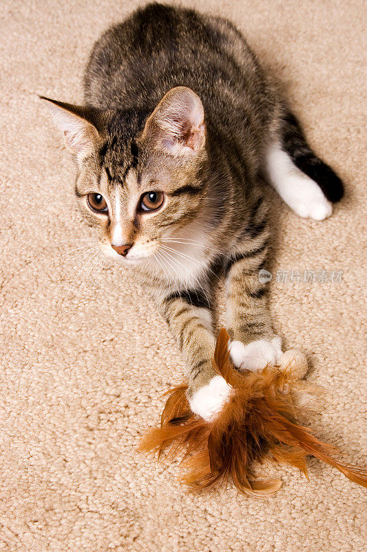 可爱的小猫和羽毛玩具