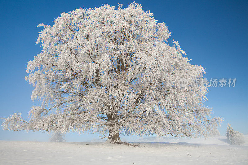 树木在冰雪覆盖的冬季景观