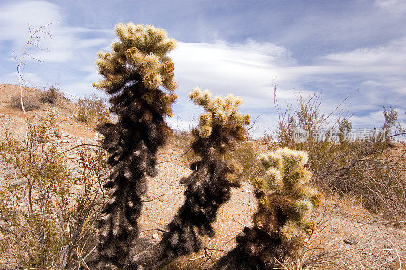 Cholla仙人掌