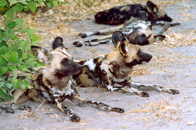 博茨瓦纳野生动物园:一群非洲野狗在休息(特写)