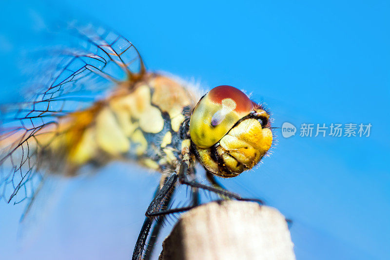 美丽多彩的蜻蜓在干竹竿上休息在夏天的宏观拍摄