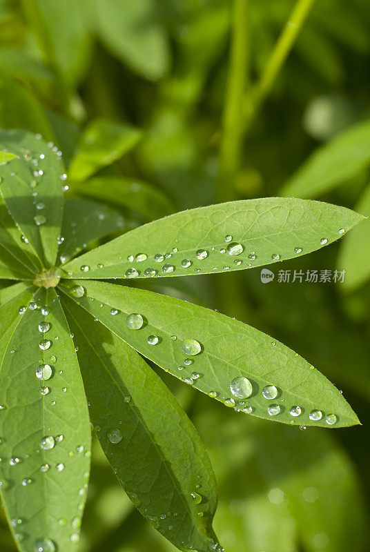 露水