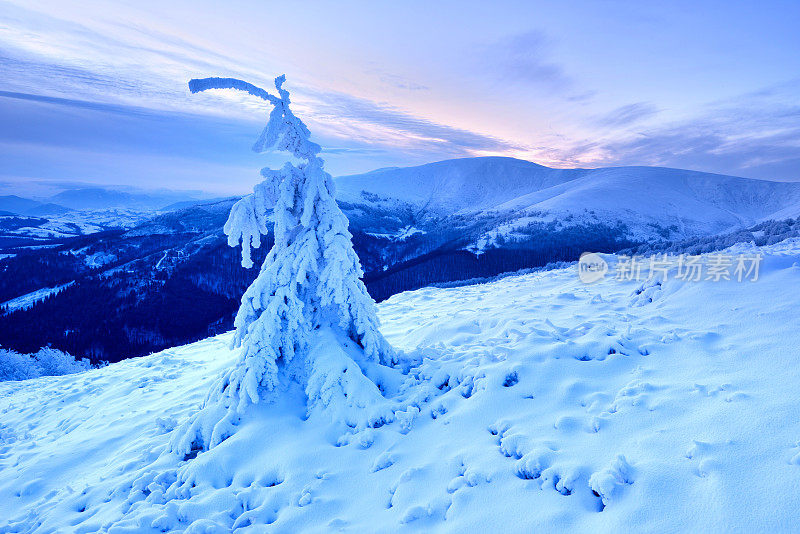 黄昏的冬天，一棵孤零零的树被雪覆盖着