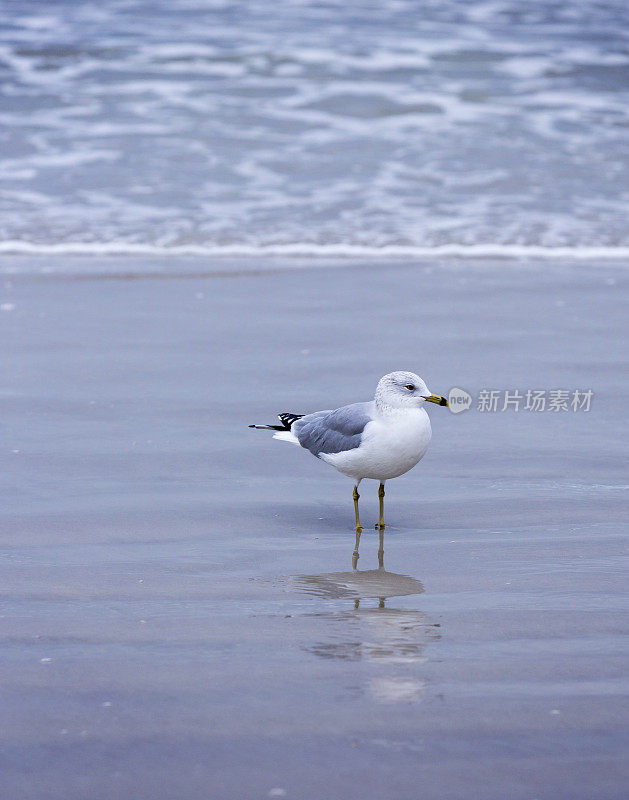 海滩上的海鸥