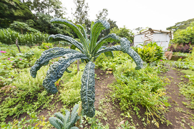 哥斯达黎加蒙特韦尔德花园的恐龙羽衣甘蓝植物