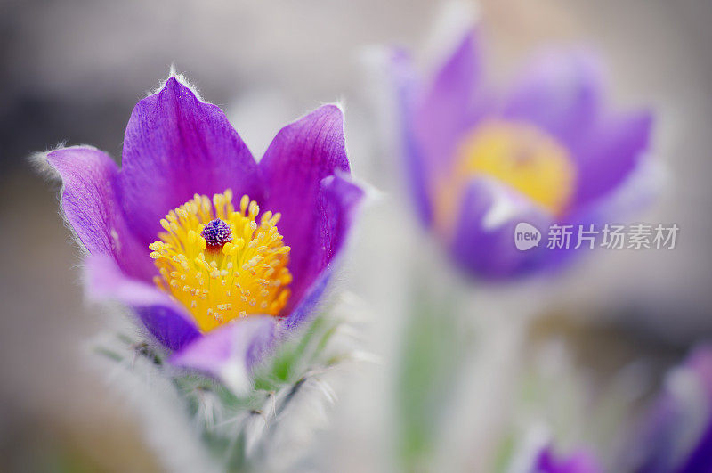 白鸽花的特写