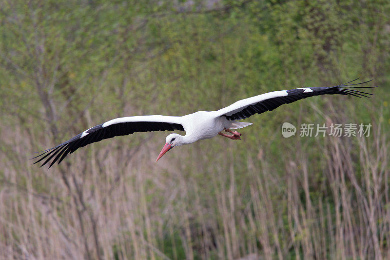 特写-白鹳飞向相机