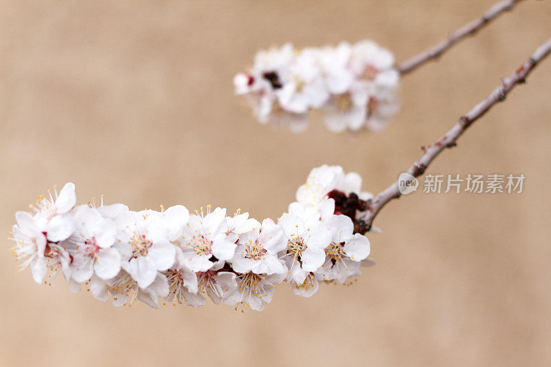 两枝苹果花;本空间