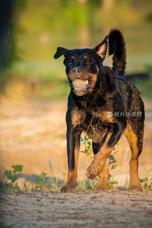 罗威纳犬带着球奔跑