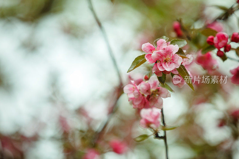 盛开的粉红色苹果树