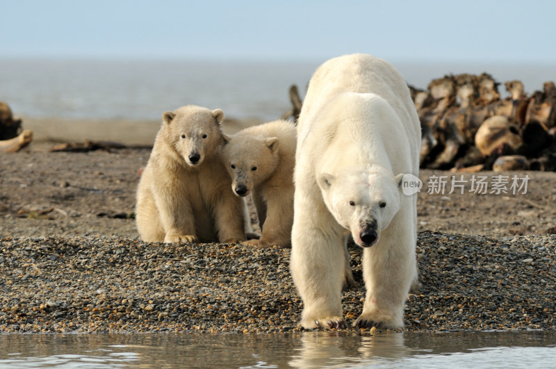 北极熊的母猪和幼崽