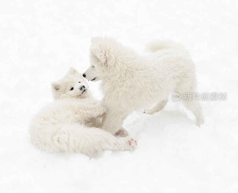 两只小狗萨摩耶狗在雪中玩耍