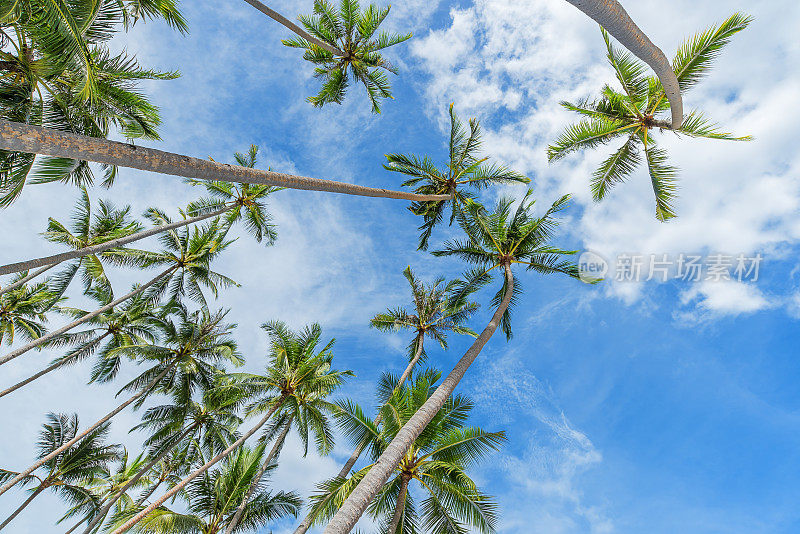 椰子树背景