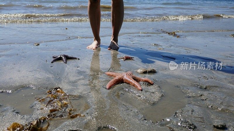 沙滩上的海星