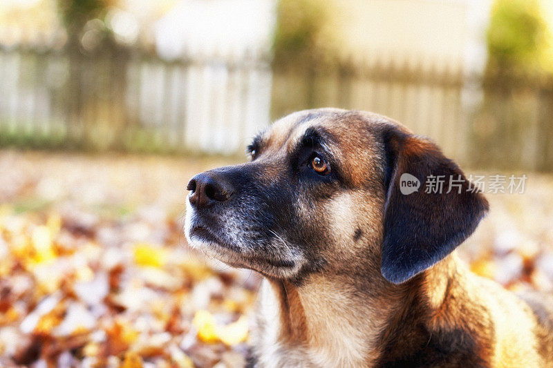 秋叶混种犬