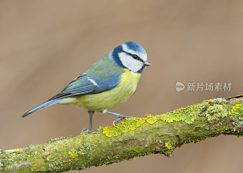 蓝山雀(青翠鸟)