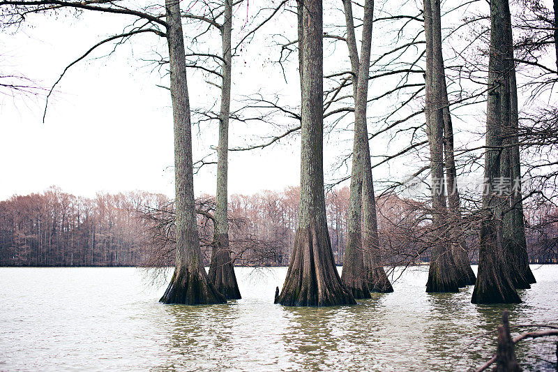 路易斯安那州沼泽地区的秃柏树