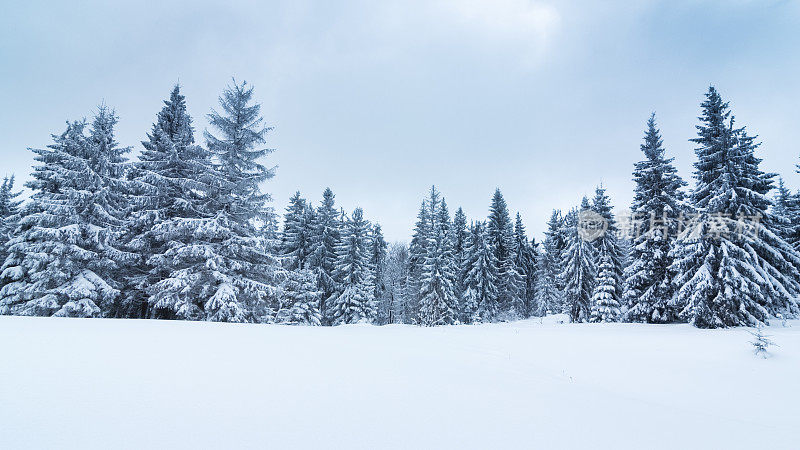 云杉森林覆盖雪在冬季景观