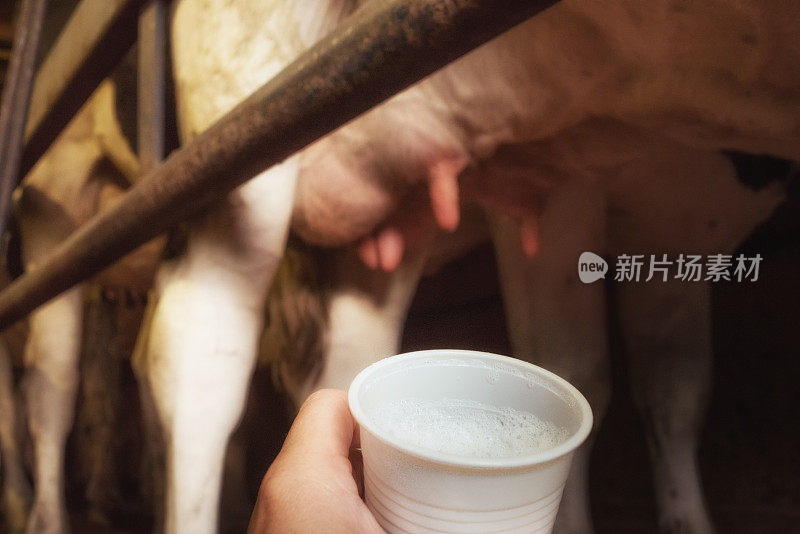 从母牛的乳房中挤出的新鲜牛奶