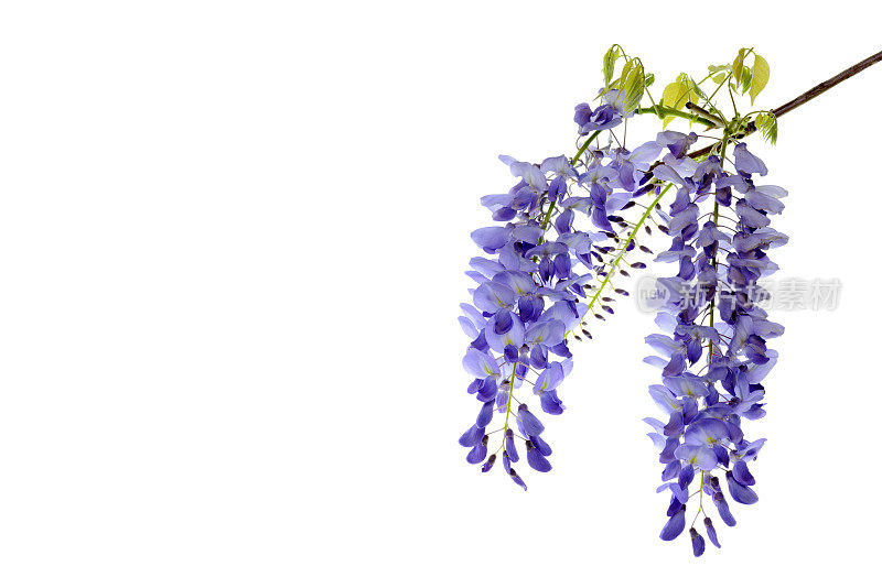 紫藤花的花卉设计元素。