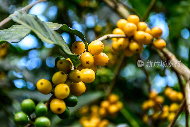 灌木上未成熟的咖啡豆