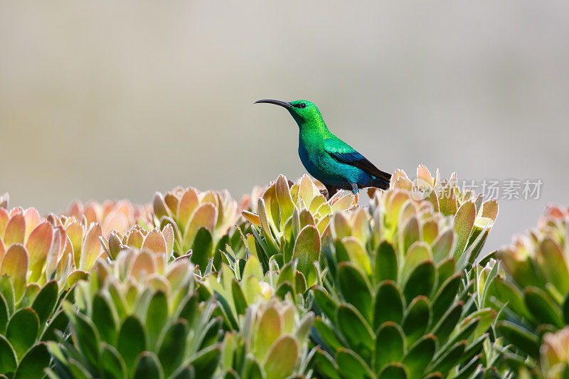 雄性孔雀石太阳鸟在protea灌木上