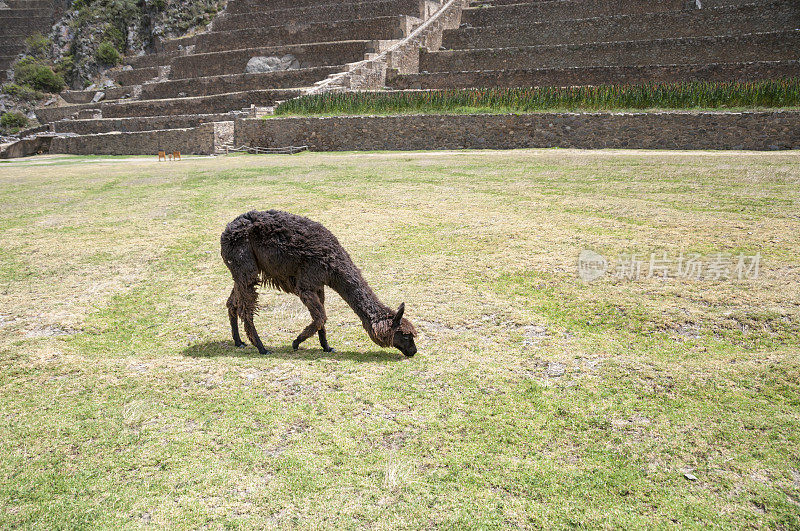 秘鲁奥兰塔坦博印加遗址上放牧的美洲驼