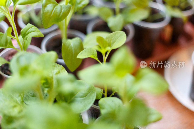 塑料花盆中的矮牵牛花幼苗