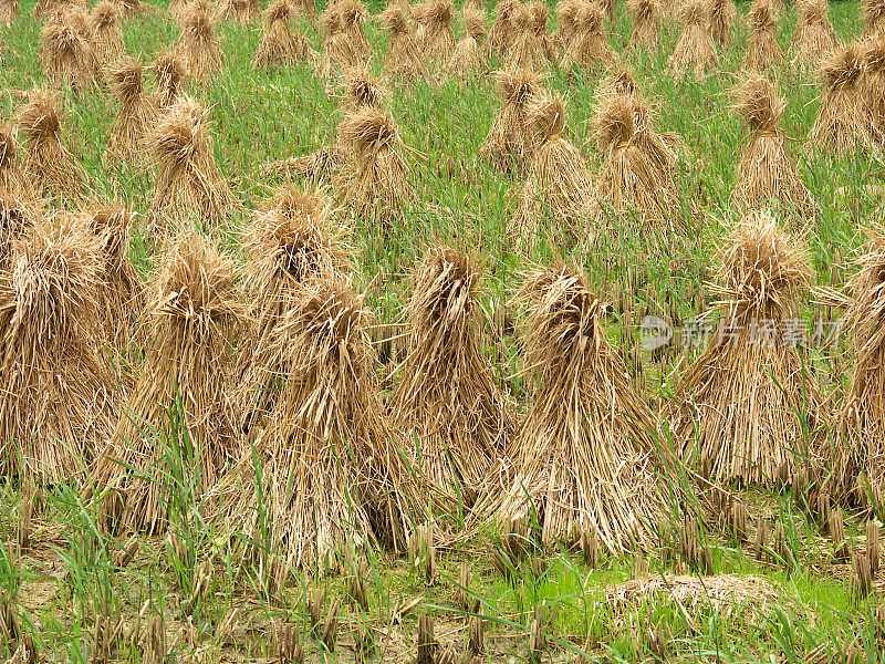 稻田里的干草堆