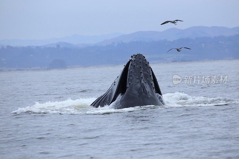 蒙特利湾的鲸鱼和水獭