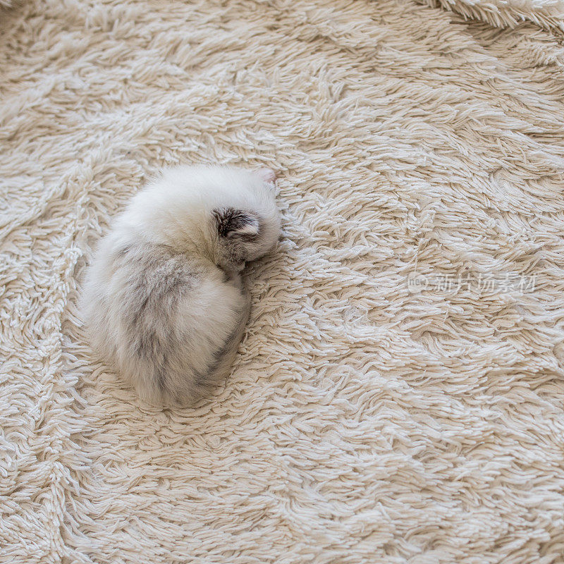 白色的小猫在床上睡觉。