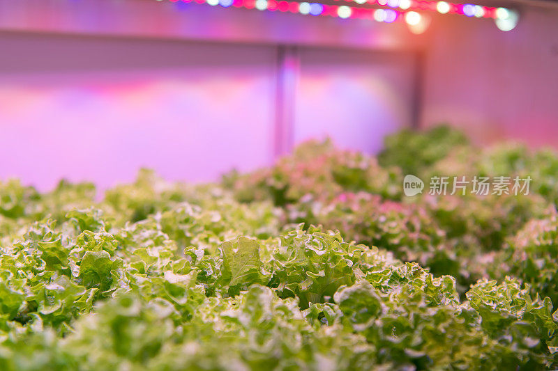Led照明室内农场技术的温室蔬菜种植