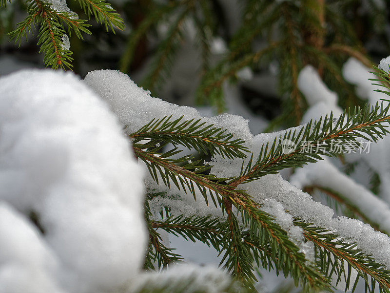 雪落在冷杉树枝上