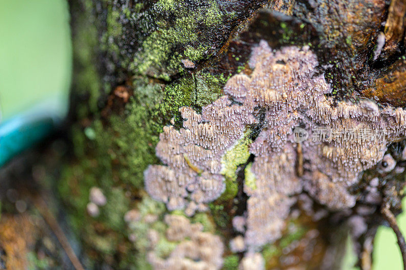 地衣是一种复合有机体，起源于藻类或蓝藻细菌之间生活的多种真菌的丝状共生关系在树上的教育。