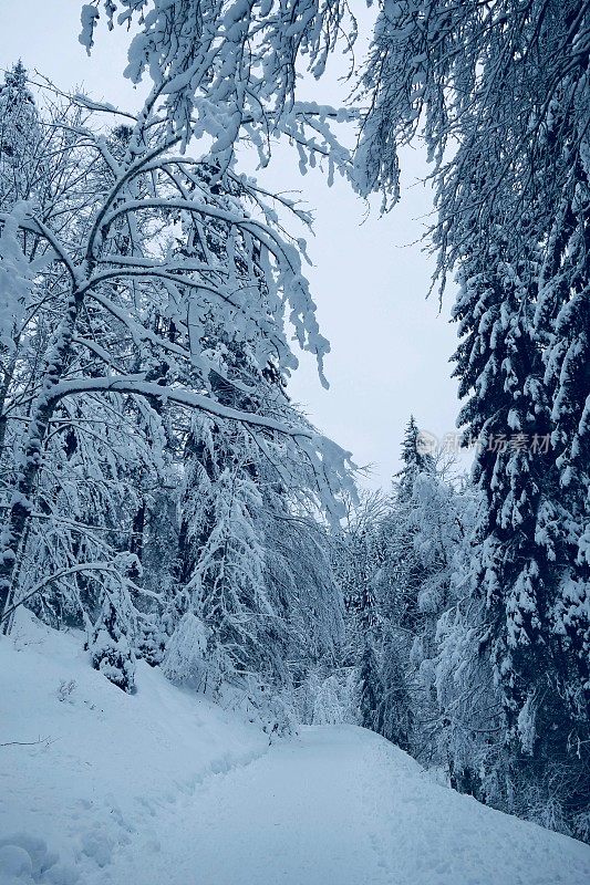 在欧洲阿尔卑斯山脉，冰雪覆盖的冬季景观和森林