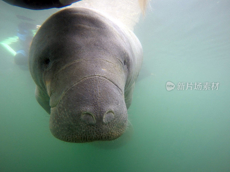 海牛游泳