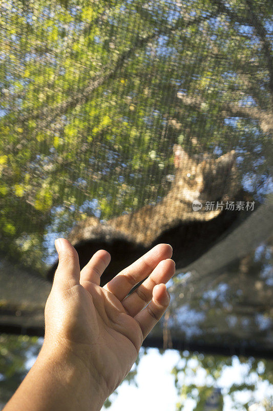 猫躲在高高的树上