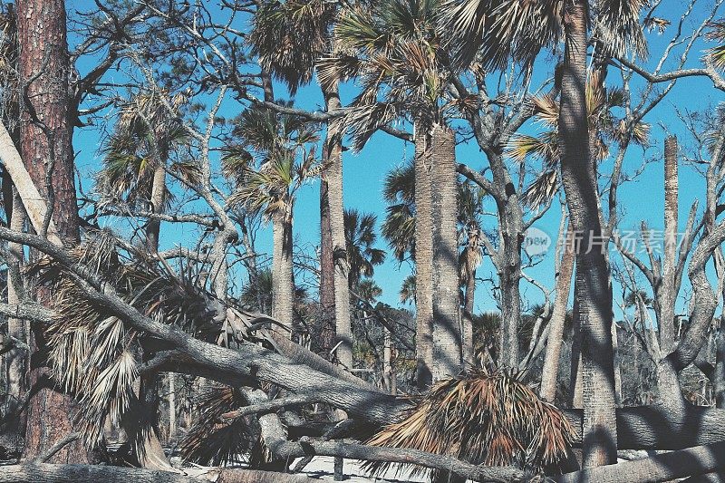 狩猎岛州海滩侵蚀海岸，倒下的棕榈树，SC