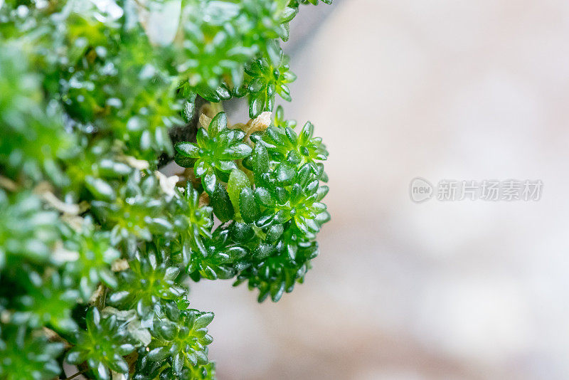 冻雨后盆栽肉质植物