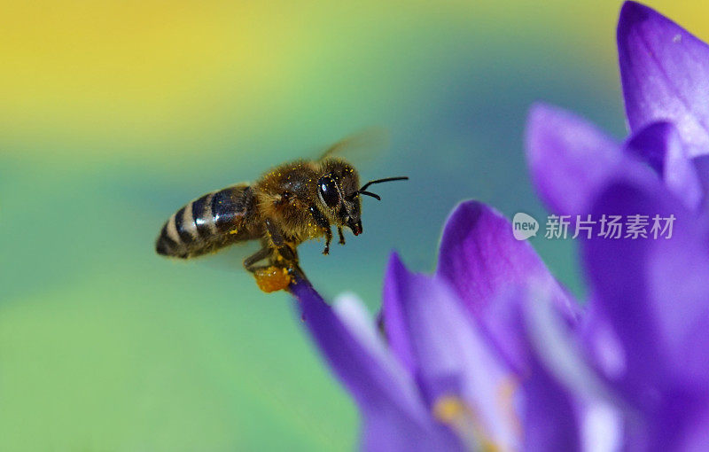 蜜蜂在磨粉