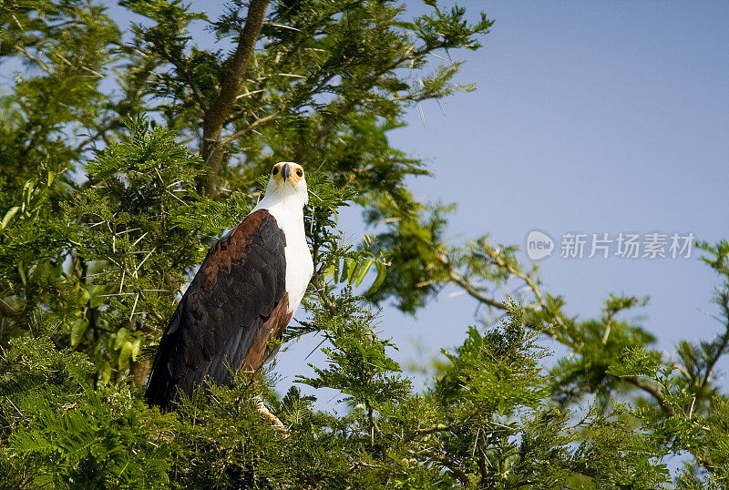 非洲鱼鹰