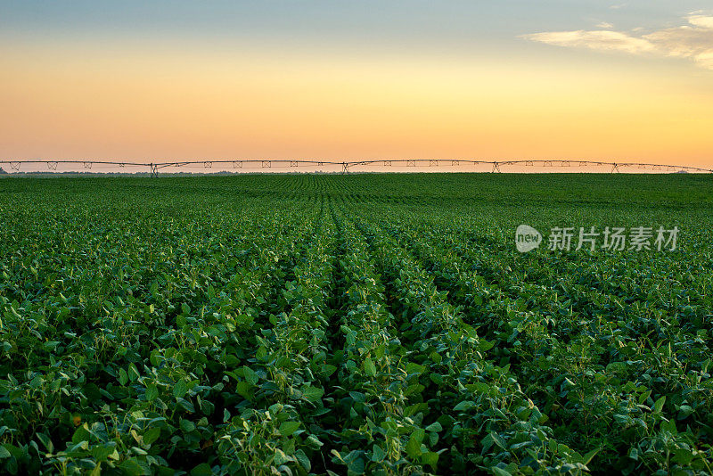 农业灌溉系统在夏季黄昏灌溉豌豆田