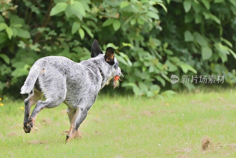 顽皮的狗跑开