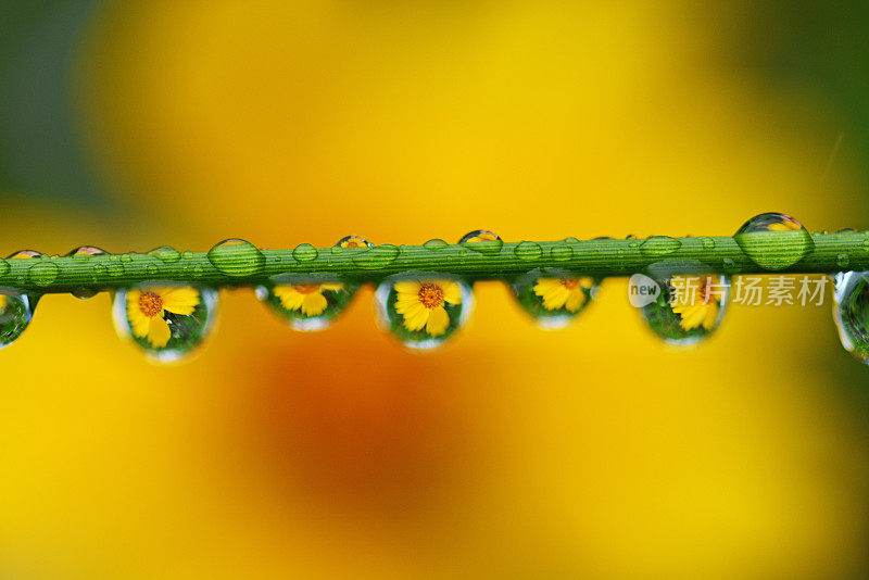 一朵花中的水滴