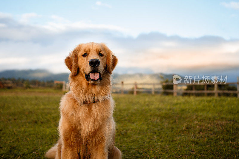 一只金毛猎犬坐在农场里