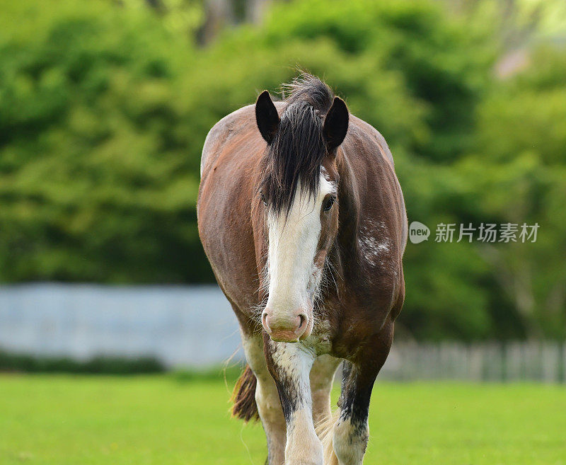 马的牧场