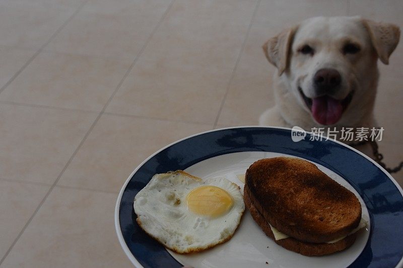 狗会吃早餐