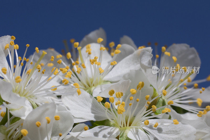 花园里一棵果树上盛开的白色花朵。近距离