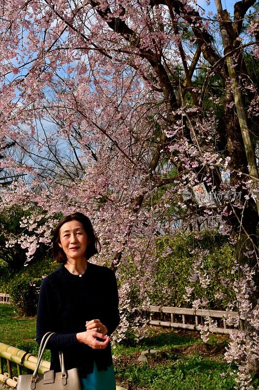 一名日本女子在京都加茂河畔欣赏樱花